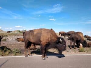 A buffalo standing on the side of the road